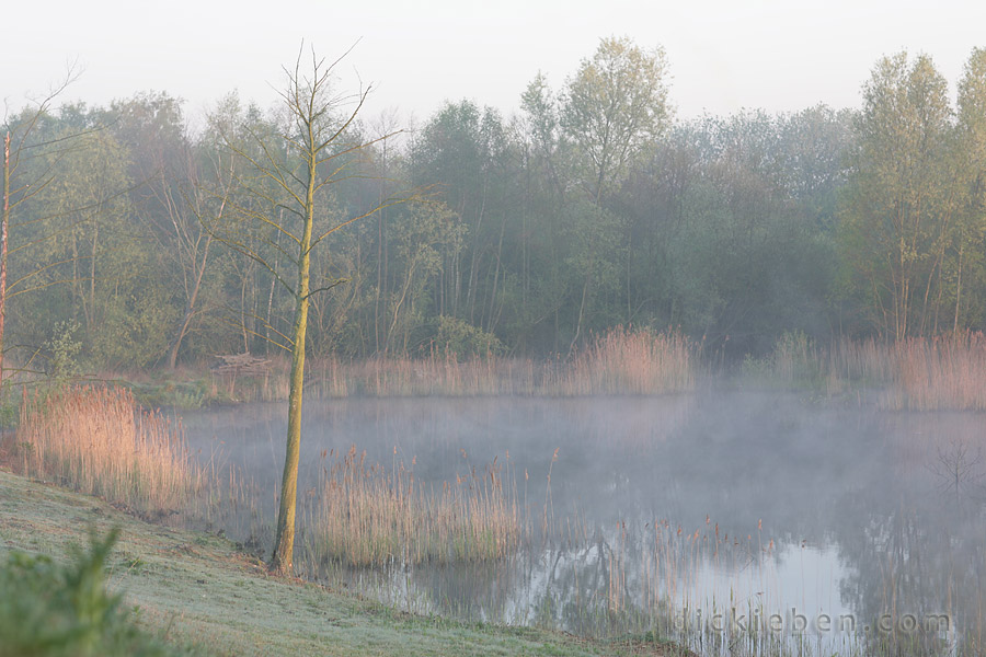 eastern reed bed