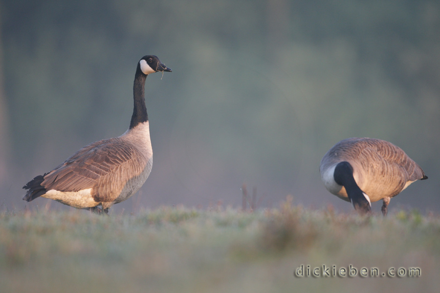 canada geese on bank between Lagoon Pool & Eastern Reed Bed