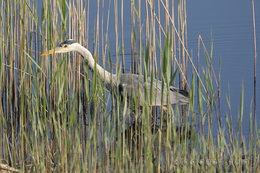 Grey Heron skirting the edges of the Eastern Reed Bed