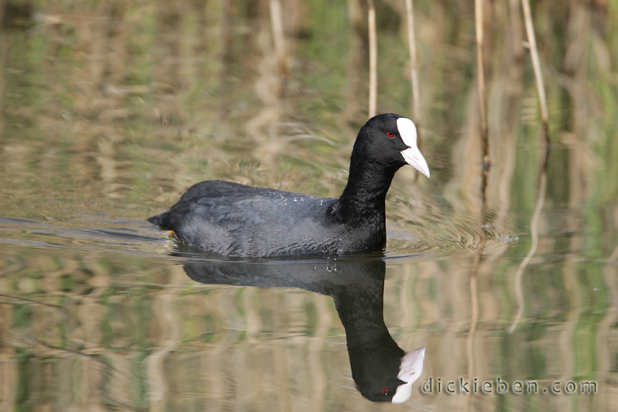 Coot on Lapwing Pool