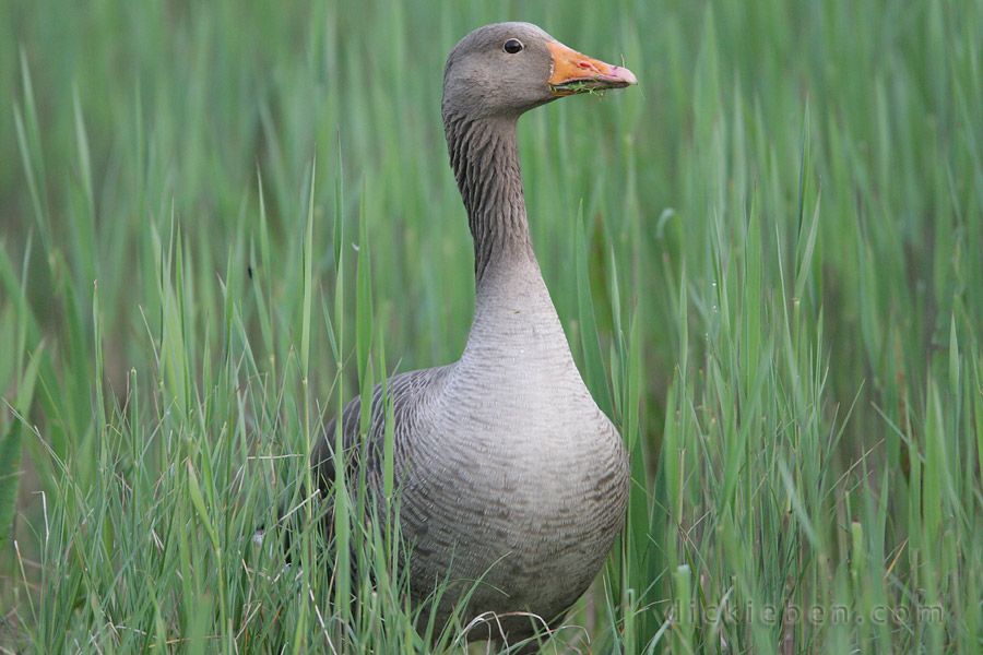 greylag adult with neck extended up and alert