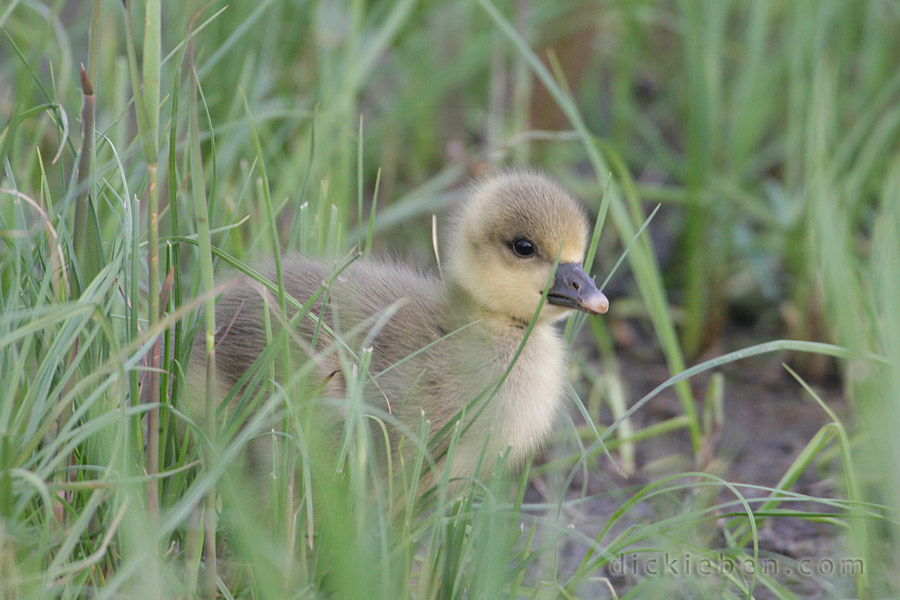 greylag chick in long grass