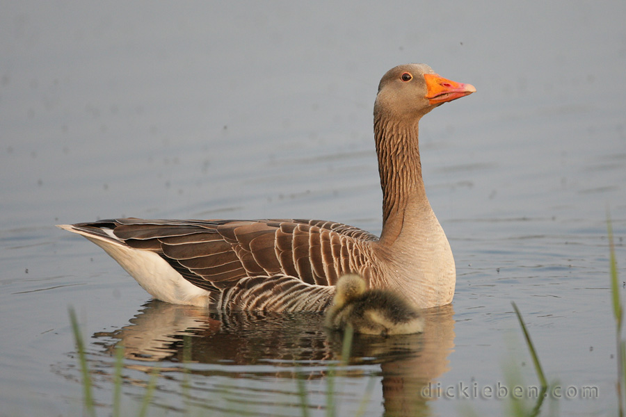 parent and chick back on the water