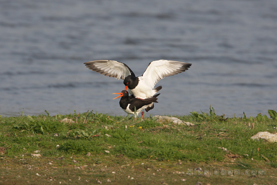 oystercatchers mating