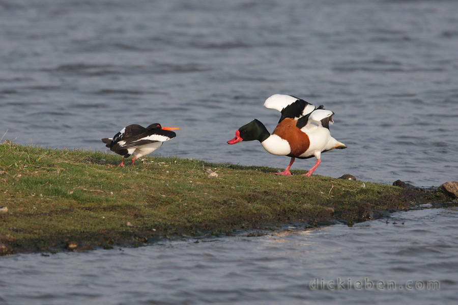 oystercatcher trying to see off shelduck on former's island