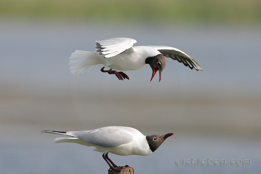 black-headed gull stood on a wooden post ducking as another black-headed gull dive bombs the former