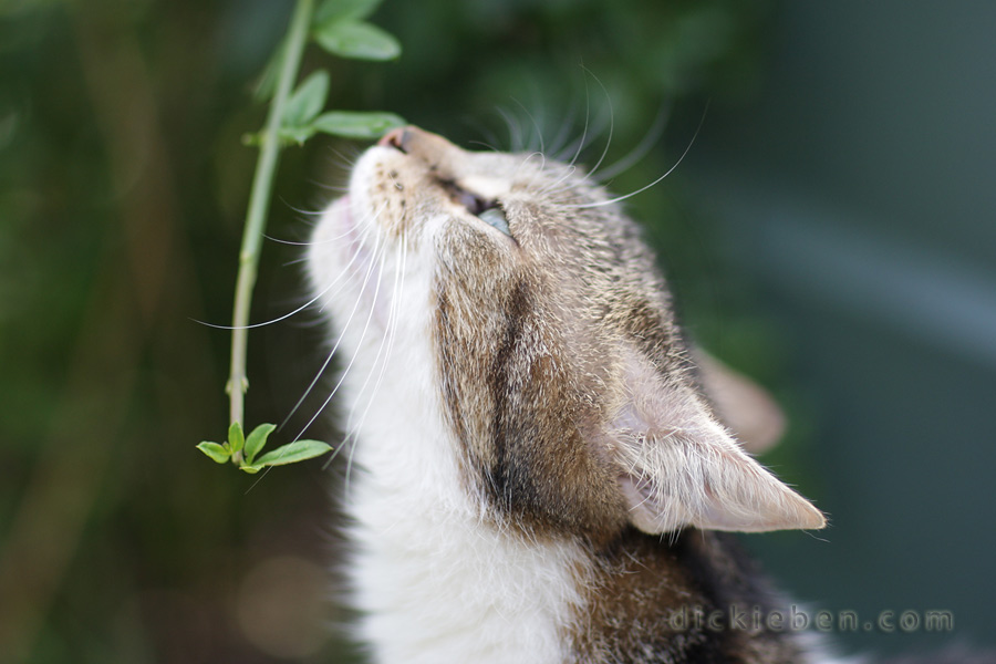 cat smelling plant