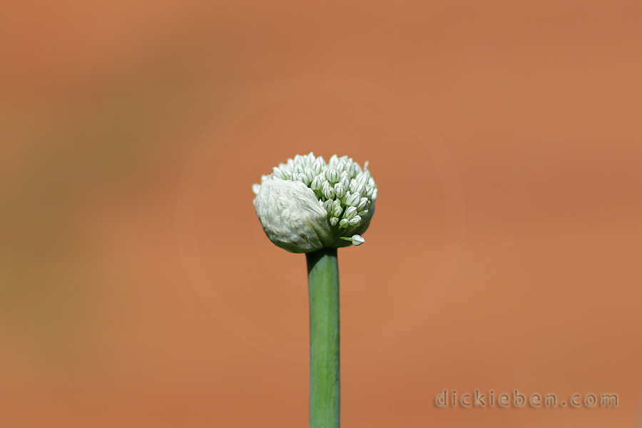 onion seedhead