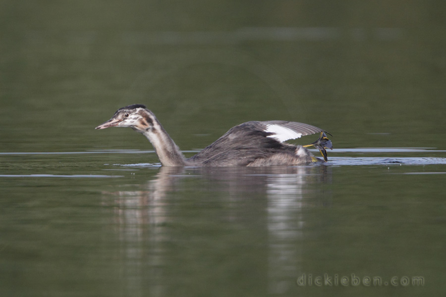 stretching juvenile