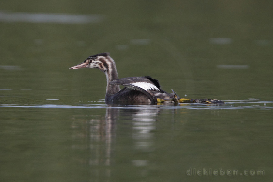 juvenile, wing and leg stretching