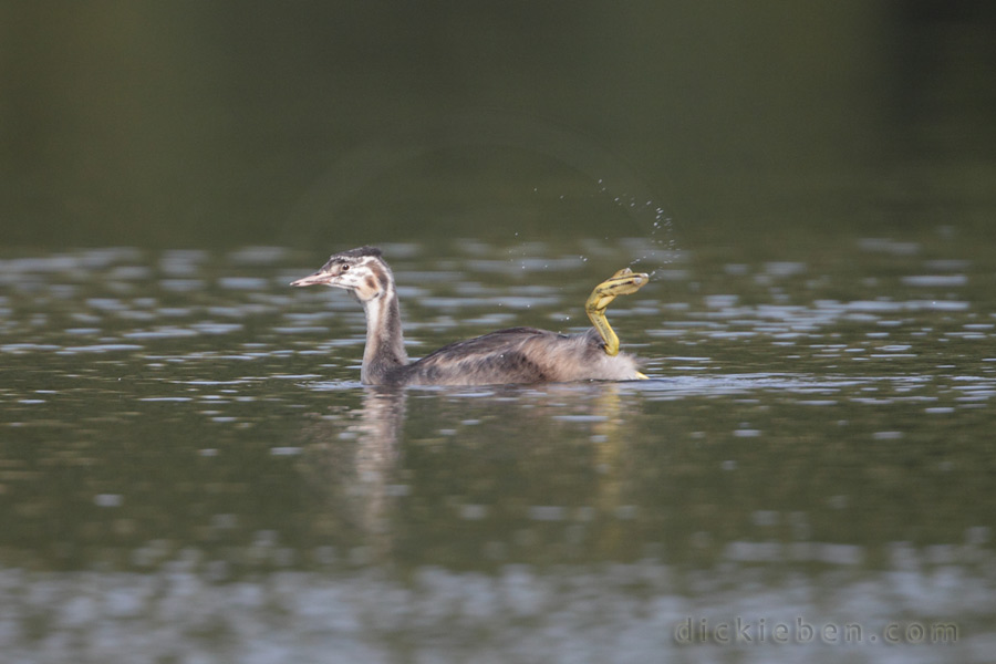 juvenile leg flapping