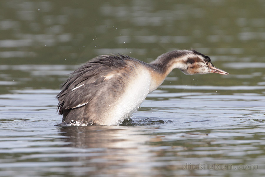 juvenile, ruffling of feathers