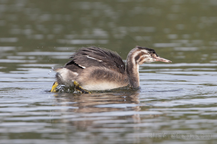 juvenile, exiting ruffling of feathers