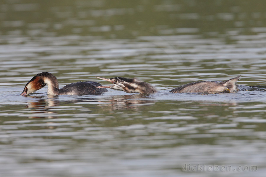 juvenile cadges food from adult