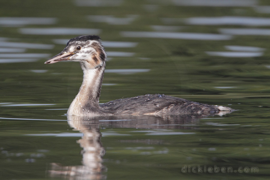 juvenile