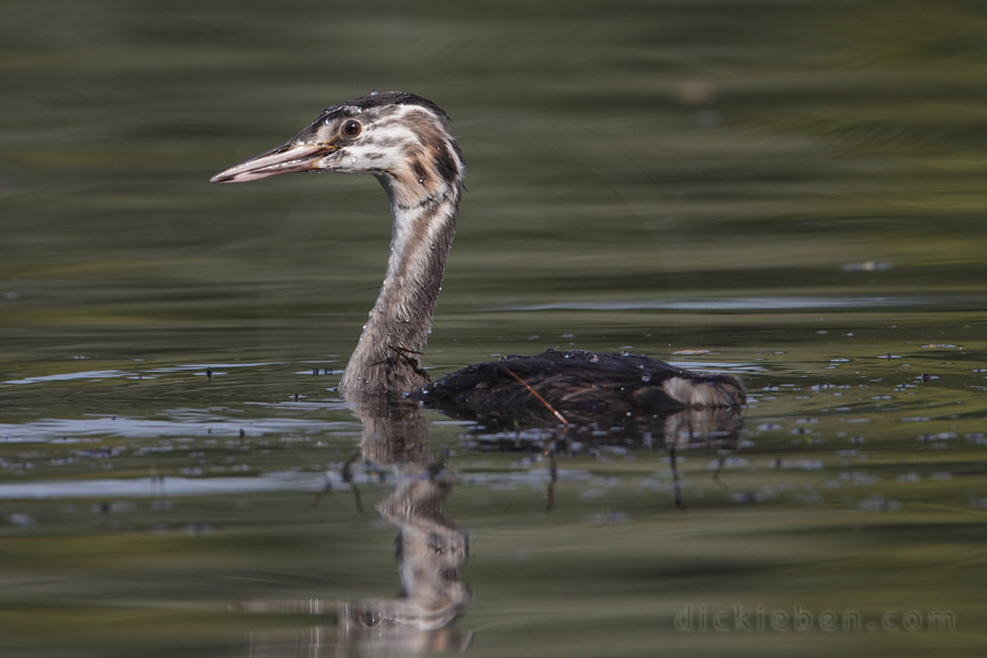 juvenile, side view