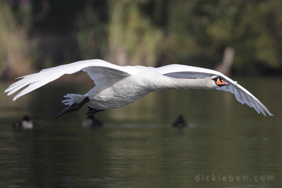 gliding