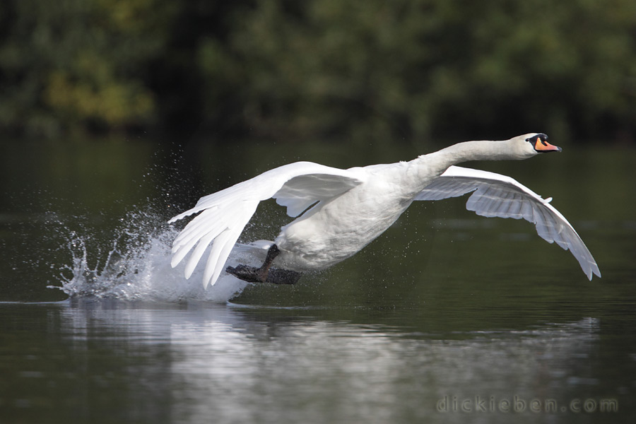 tail hits water with spray behind