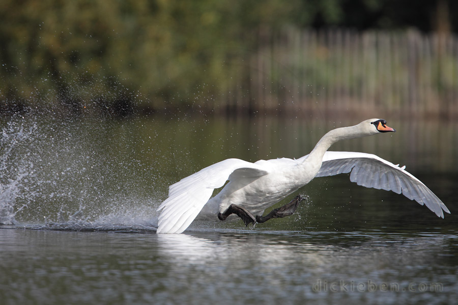 wing tips touch but legs tucked back up