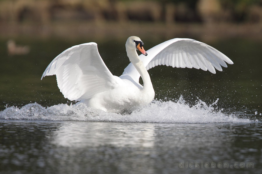 body almost down, wings puffing out to slow down