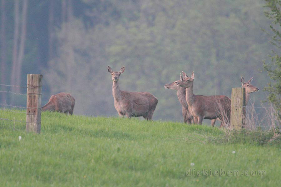 red deer from a distance, aware of us