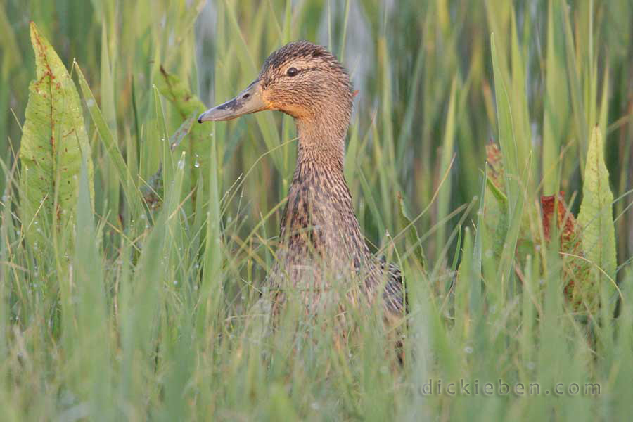 mallard in long grass, necked extended, looking anxious