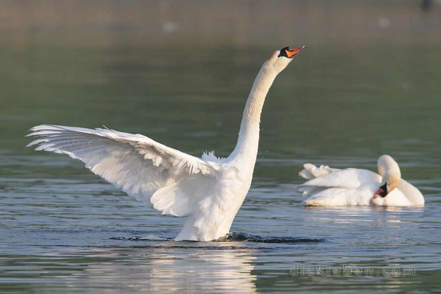 swan flapping wings