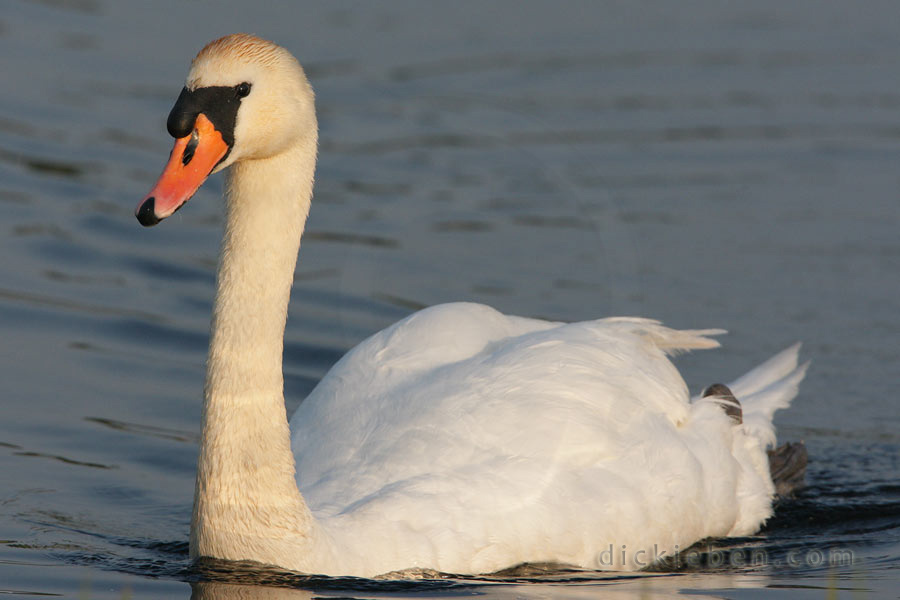 full frame of mute swan