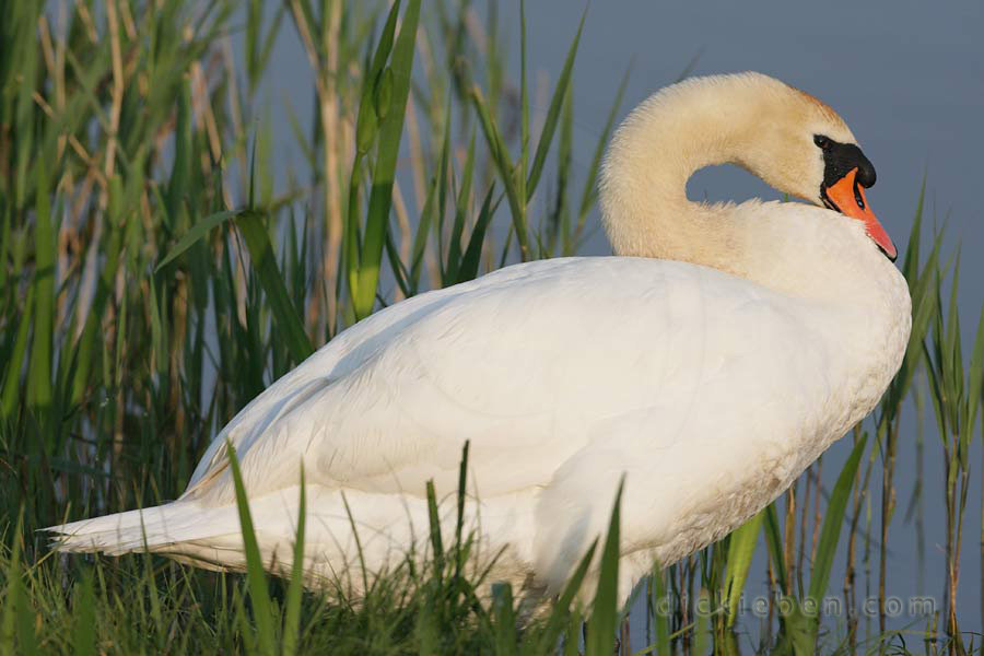 swan on land in grass