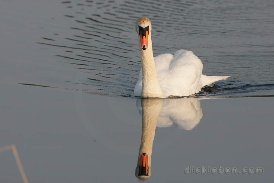 2nd swan swimming towards bank