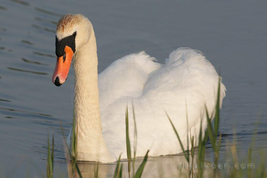 2nd mute swan coming close to grass bank