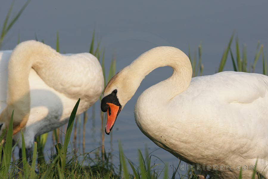 second swan joins the first on the grassy bank