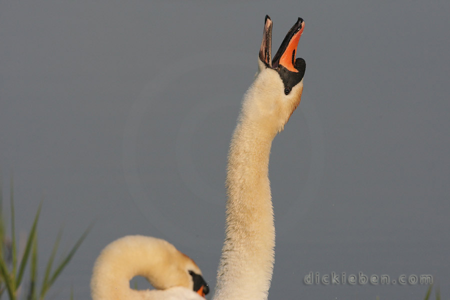 second swan, extends its neck skywards