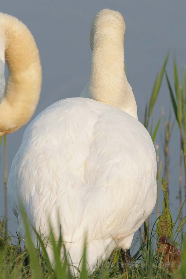 back view of swan