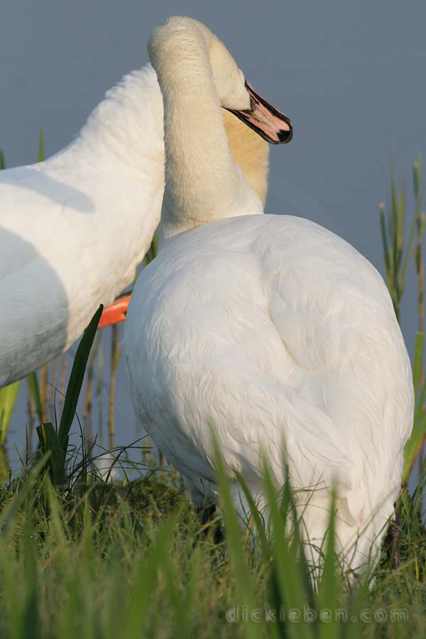 from behind, one swan shaking head, whilst the other preens