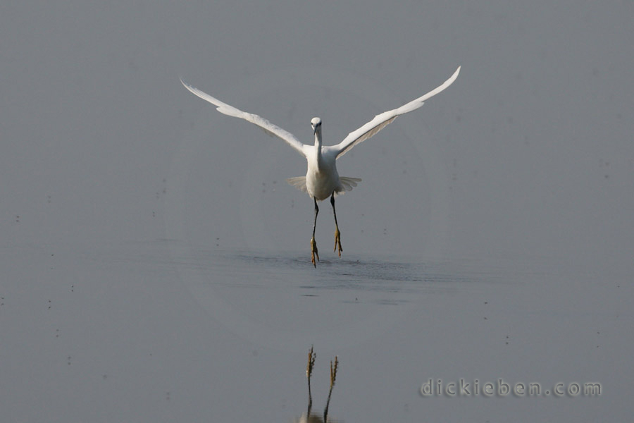 little egret mid-hop, floating above mirror-like water