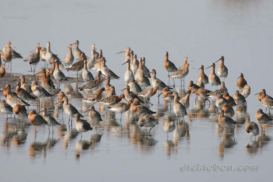 group of fifty black-tailed godwit, on or close to a small island