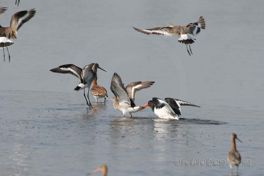 oyster catcher's beak holding onto godwit, others around, start to take off