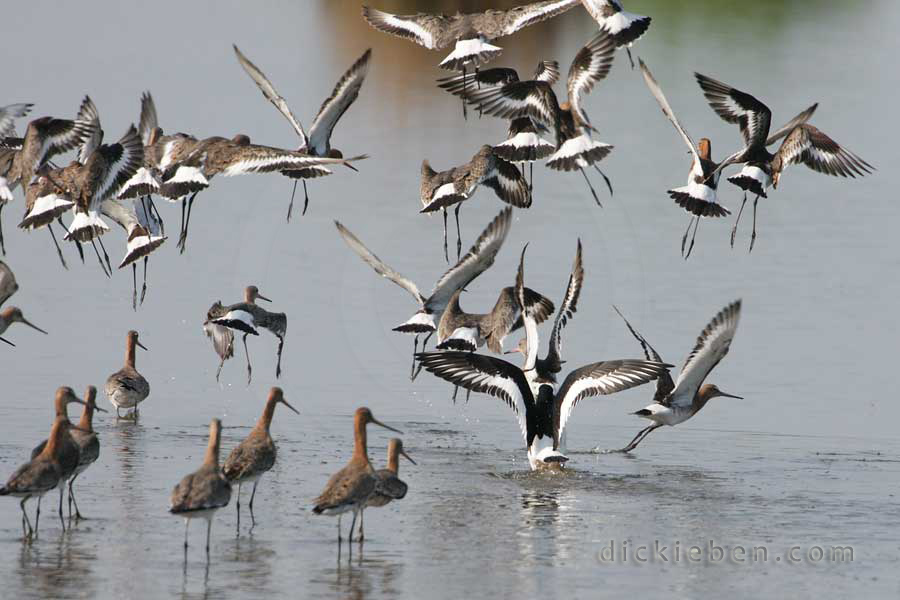 all godwits become airbourne, including the victim