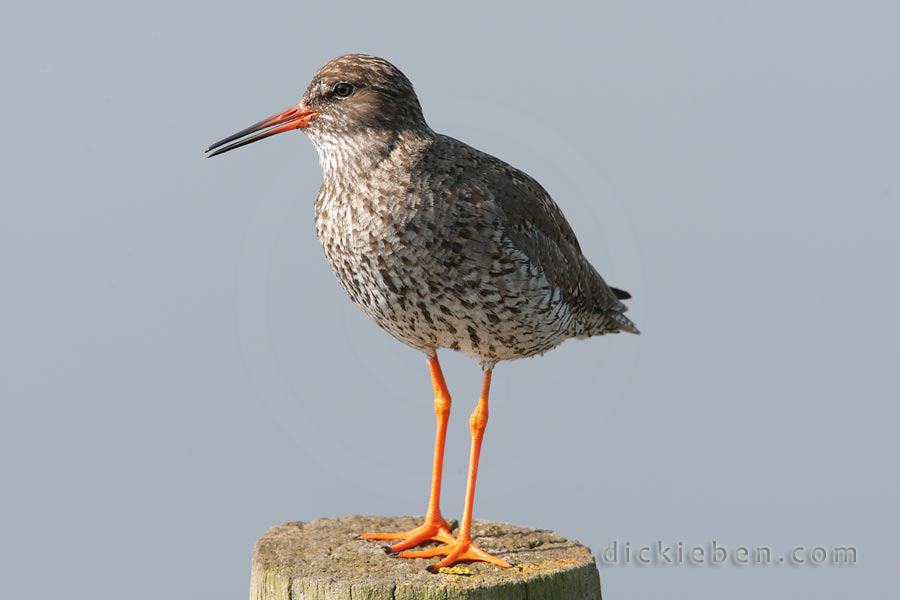 redshank on a wooden post with beak slightly open, calling