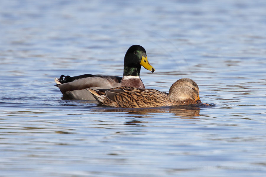 female mallard awaits male