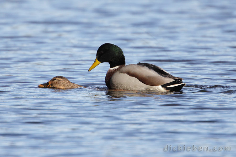 male on top of female mallard