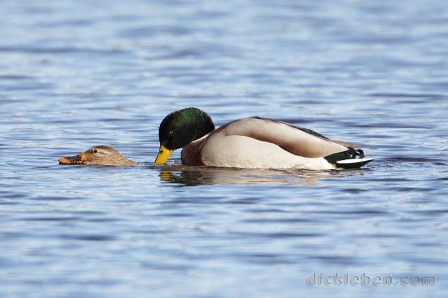 bill of male gripping neck of female