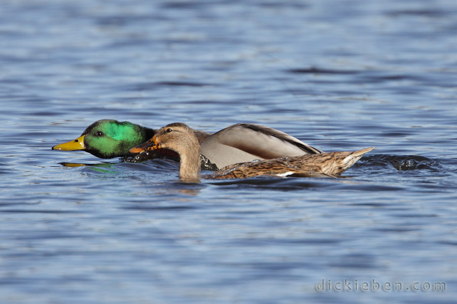 male, neck extended, swimming away from female