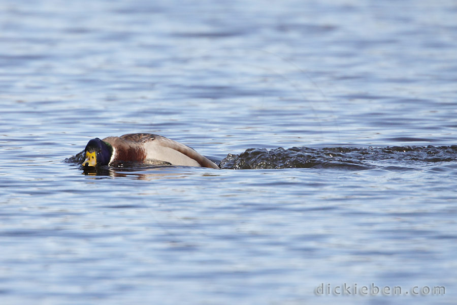 male mallard swimming in circle about a metre radius from female