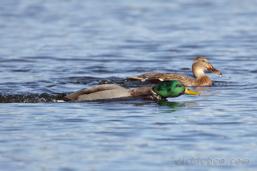 male swimming, completing half circle