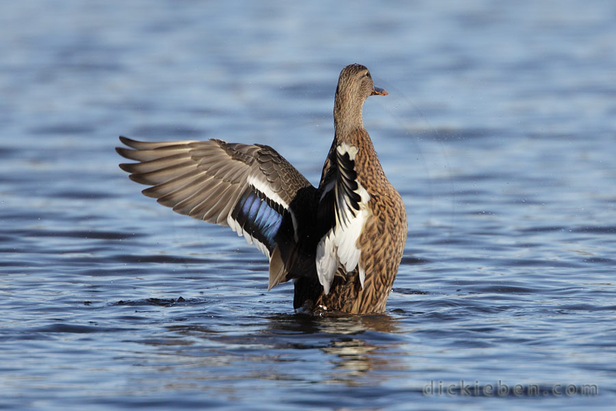 female flapping wings