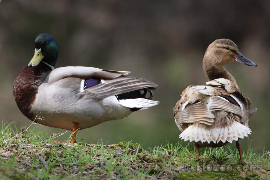 male and female mallard, feathers ruffled