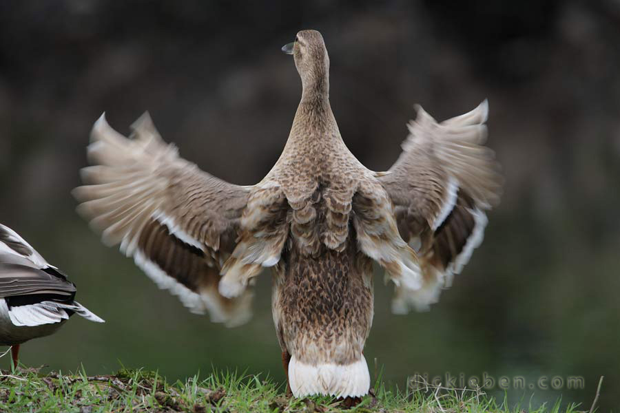 female mallard, full flapping of wings, rear view