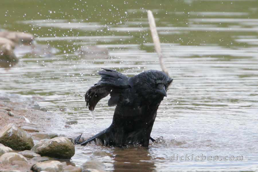 carrion crow in water, drenched, washing